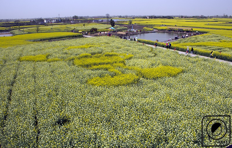 彩色油菜花图案